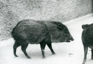 Pécaris à collier au zoo de Londres
