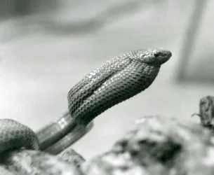 Serpent mangeur d