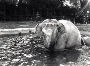 Bain d