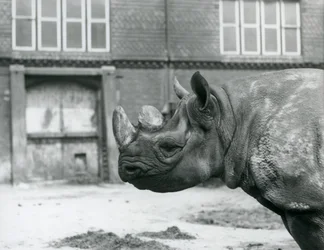 Eliza, une femelle rhinocéros noir, zoo de Londres