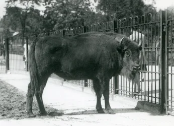 Bison européen 