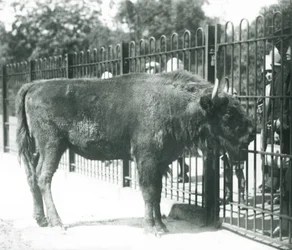 Bison européen 