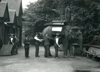 Éléphant d