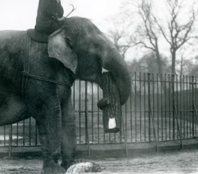 Éléphant d