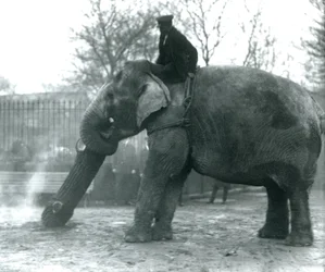 Éléphant d