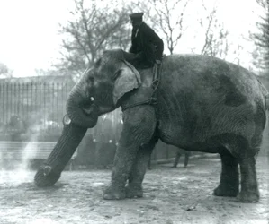 Éléphante asiatique femelle, Indiarani, déplaçant du bois avec sa trompe, tandis que son gardien est assis sur son dos pour la diriger, Zoo de Londres, 1925