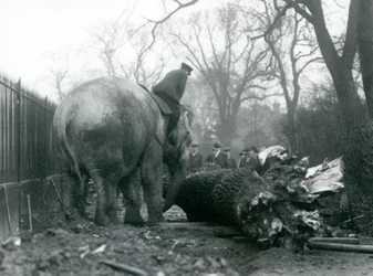 Éléphante asiatique femelle, Indiarani, déplaçant du bois avec sa trompe, tandis que son gardien est assis sur son dos pour la diriger, Zoo de Londres, 1925