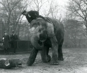 Éléphante asiatique femelle, Indiarani, déplaçant du bois avec sa trompe, tandis que son gardien est assis sur son dos et la dirige, et deux autres personnes regardent, Zoo de Londres, 1925