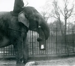 Éléphante asiatique femelle, Indiarani, déplaçant du bois avec sa trompe, tandis que son gardien est assis sur son dos et la dirige, Zoo de Londres, 1925