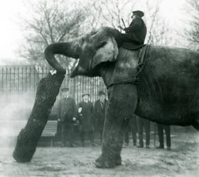 Éléphant d