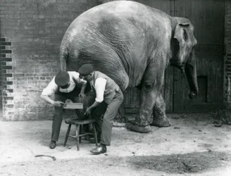 Éléphant Asiatique Femelle Sundermalah se faisant tailler les pieds par ses gardiens au Zoo de Londres, août 1926