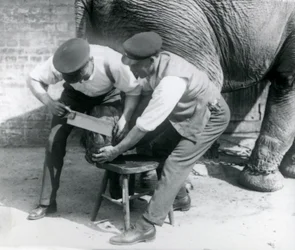 Éléphant Asiatique Femelle Sundermalah se faisant tailler les pieds par ses gardiens au Zoo de Londres, août 1926