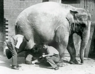 Éléphant Asiatique Femelle Sundermalah se faisant tailler les pieds par ses gardiens au Zoo de Londres, août 1926