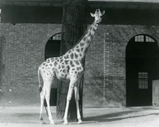 Girafe femelle, 