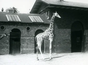 Girafe femelle, Maud, debout dans le paddock à l