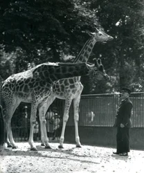 Girafes femelles Maud et Maggie, avec le gardien Ernie Professor Bowman, zoo de Londres, juillet 1924