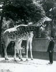 Girafes femelles Maud et Maggie, avec le gardien Ernie Professor Bowman, zoo de Londres, juillet 1924