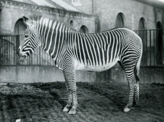 Zèbre de Grévy femelle, Jennie, dans son paddock au Zoo de Londres, 1927