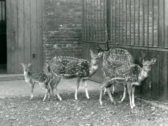 Quatre cerfs Axis, dont un mâle avec des bois et un faon, au zoo de Londres en 1926