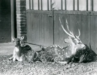 Quatre cerfs axis dont un mâle avec des bois, au Zoo de Londres en 1924