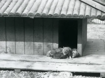 Quatre chiots de coyote reposant à l