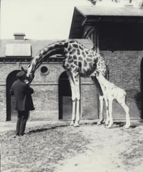 Girafe avec un bébé de 3 jours et gardien au zoo de Londres, 1914