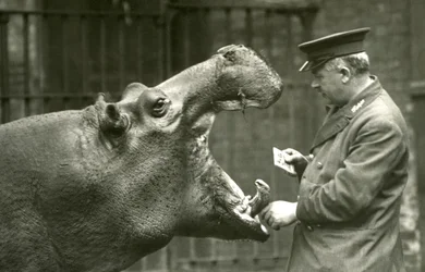 Hippopotame Bobbie avec le gardien Ernie Bowman, Zoo de Londres, 1927
