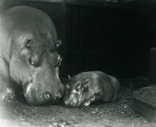 Hippopotame Joan avec son veau mâle Jimmy au Zoo de Londres en mars 1927