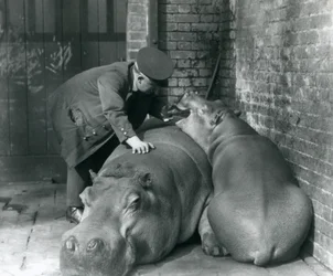 Hippopotames Joan et Jimmy au Zoo de Londres en 1927