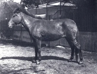 Zèbre hybride au Zoo de Londres, juillet 1916