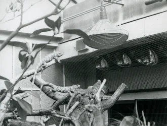 Iguanes, se prélassant sur des branches, profitant de la lumière artificielle dans leur enclos, Zoo de Londres, août 1928