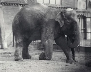 Éléphant indien, Assam Lukhi, agenouillé avec son gardien au zoo de Londres, avril 1914