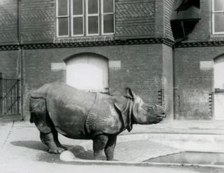Rhinocéros Indien Felix au bord de son bassin au Zoo de Londres en 1927