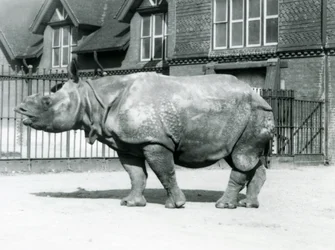 Rhinocéros indien Felix au zoo de Londres