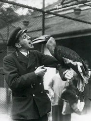 Gardien, T. Raggett nourrissant un grand calao indien avec un fruit tenu dans sa bouche. Zoo de Londres 1924