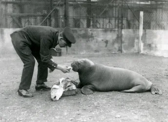 Gardien, Arthur Chandler, nourrissant un jeune morse avec du poisson, Zoo de Londres, 1924