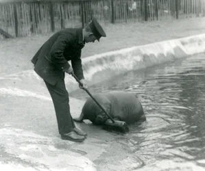 Le gardien Arthur Chandler balaie la piscine des morses, Zoo de Londres, 1924