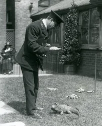 Gardien Collins sur une pelouse au zoo de Londres avec un iguane des rochers nuageux en laisse, zoo de Londres, 1924