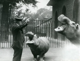 Le gardien Ernie Bowman avec les hippopotames Bobbie et Joan au Zoo de Londres, juillet 1923