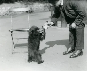 Le gardien Harry Warwick nourrit au biberon un ourson paresseux au zoo de Londres, août 1921