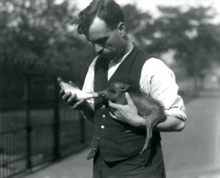 Le gardien Harry Warwick nourrit au biberon un bébé phacochère au zoo de Londres, en août 1922