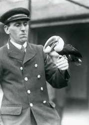 Gardien, Thomas Raggett, tenant un toucan à bec rouge avec un œuf dans la bouche au zoo de Londres en 1924