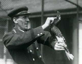 Le gardien Thomas Raggett caressant un Grand calao indien sous son bec, Zoo de Londres