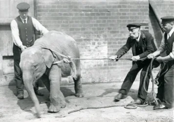Les gardiens A. Church, Charles Eyles et H. Robertson essayant de mener un bébé éléphant d