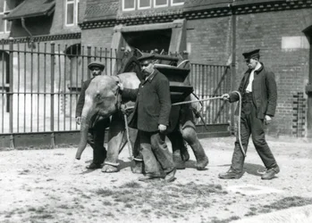 Les gardiens Jack Milbourne, H Robertson et Thomas entraînent un jeune éléphant asiatique, zoo de Londres, mai 1922