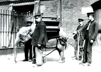 Les gardiens Jack Milbourne, H Robertson et Thomas entraînent un jeune éléphant asiatique, zoo de Londres, mai 1922