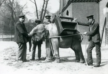 Les gardiens Jack Milbourne, H Robertson et Thomas entraînent un jeune éléphant asiatique, zoo de Londres, mai 1922