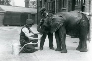 Les gardiens aident le jeune éléphant africain mâle Kiberenge à boire d