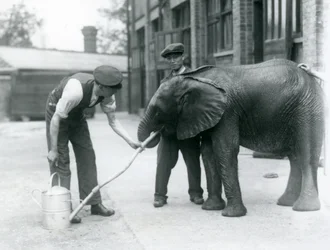 Les gardiens aident le jeune éléphant mâle africain Kiberenge à boire d