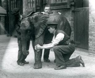 Gardiens huilant la peau du jeune éléphant africain mâle Kiberenge, zoo de Londres, juillet 1924